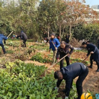 阳光社区：清除违规菜地 还美丽绿色家园