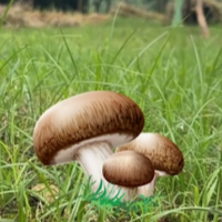 注意看！这个蘑菇叫“小毒”……
