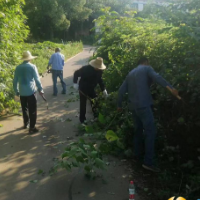 学华村：村民代表起作用  道路砍青保安全