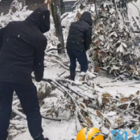 谷山村：修剪树枝除隐患  铲雪除冰保畅通