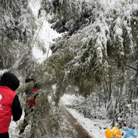 桐林坳社区：浴“雪”而战  为居民扫出一条“平安路”