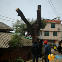 寒潮再度来袭！含浦街道芝字港村多措并举全力防范应对