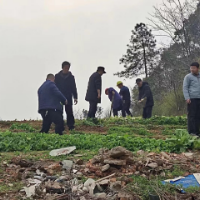 禁毒种铲毒，梅溪湖街道在行动