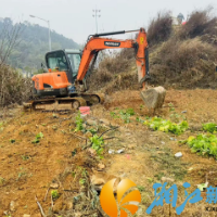 龙虎岭社区：清理违规菜地，植树增添新绿