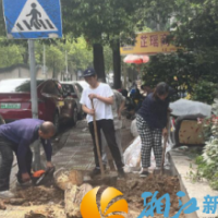 望月湖街道溁湾镇社区：网格长迅速应对危险树木 成功消除安全隐患