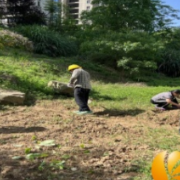 梅溪湖街道华茂社区整治河道种菜，捍卫青岸绿水