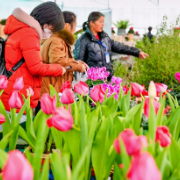 湖南长沙：新春花市年味浓