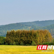 金黄稻穗遍沃野，含浦街道一片好“丰”景