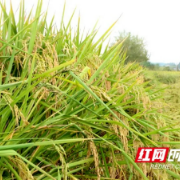 同比增长5%以上 湖南湘江新区4.23万亩晚稻进入丰收季