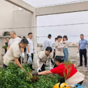 “铲菜还顶”雷霆出击！嘉顺苑小区23个单元楼顶“私家菜园”清零
