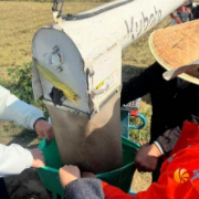 莲花镇再生稻喜迎丰收