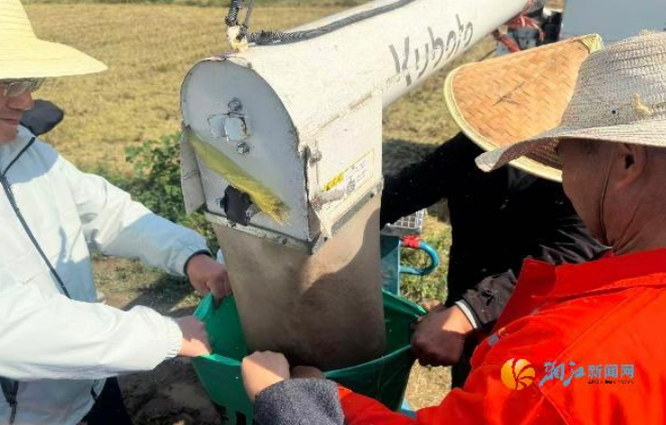 莲花镇再生稻喜迎丰收