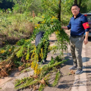 它长得像花，其实是“生态毒瘤”！洋湖人干得漂亮！