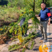 清除“加拿大一枝黄花” 守护生态家园