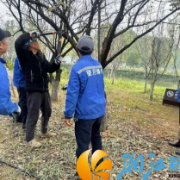 精剪梅枝育新景 园林匠心护绿洲