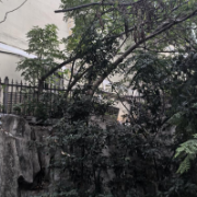 树枝倾斜存隐患 社区协调解民忧