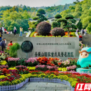 万紫千红撑起深秋颜值!岳麓山4万盆名菊等你打卡