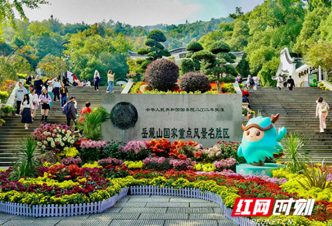 万紫千红撑起深秋颜值！岳麓山4万盆名菊等你打卡