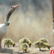 从西伯利亚到洞庭湖,小天鹅戴着“运动手环”而来