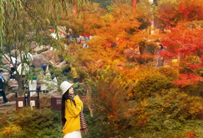 层林尽染，“枫”华正茂！快来“解锁”岳麓山红枫季游玩攻略