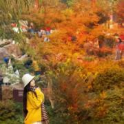 层林尽染,“枫”华正茂!快来“解锁”岳麓山红枫季游玩攻略