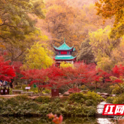 岳麓山喊你打卡最美“枫”景!这些出片机位请收藏