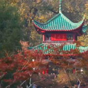 拍红枫、逛市集、追NPC!2025岳麓山红枫季又潮又有趣