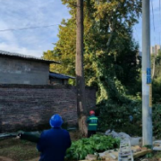 望新社区连续处置树木隐患 守牢民生安全底线