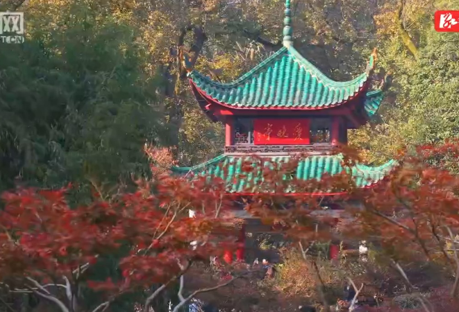 拍红枫、逛市集、追NPC！2025岳麓山红枫季又潮又有趣