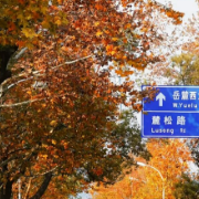 长沙人自己的“梧桐大道”！小众景美好出片！！