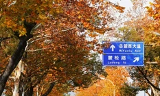 长沙人自己的“梧桐大道”！小众景美好出片！！