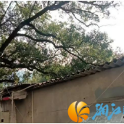 12345传民声，网格治理化险情