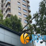 大树根部断裂悬在裙楼上方：网格长冲锋，邻里物业护航，化危为安