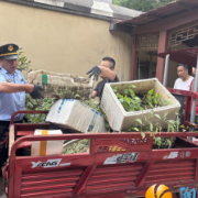 荷叶塘社区：打响灭蚊“保卫战”，织密健康“防护网”