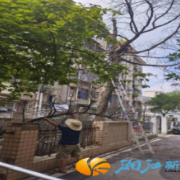 枯死树木速移除 隐患清零保安全