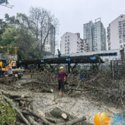 资产盘活，安全先行：湘江新区清理枯树解民忧