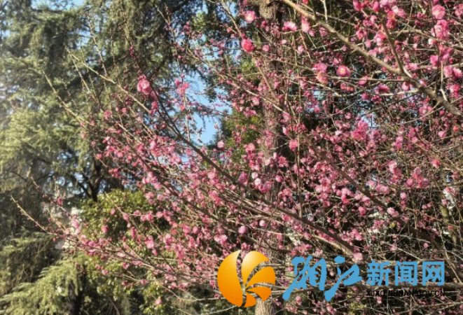 梅香漫湖畔 望月公园邀您共赴赏花之约