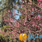 梅香漫湖畔 望月公园邀您共赴赏花之约