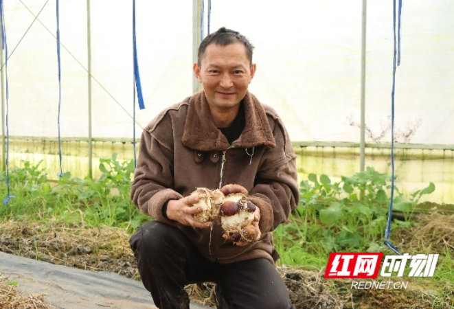 “春稻秋菇”！循环农业种植，让“一季丰”变“四季收”！