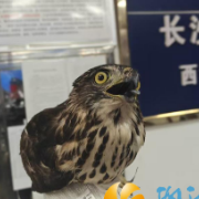 西湖街道警民联动暖心救助国家二级保护动物凤头鹰