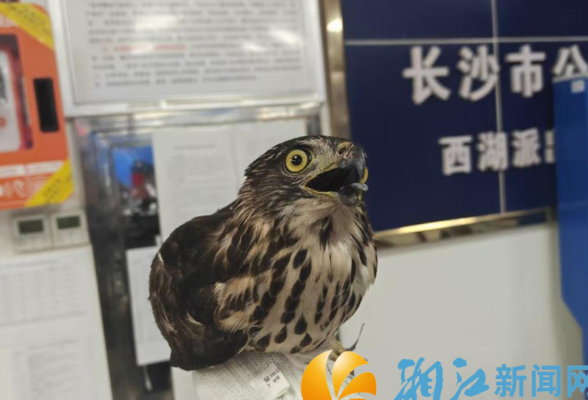 西湖街道警民联动暖心救助国家二级保护动物凤头鹰