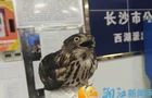 西湖街道警民联动暖心救助国家二级保护动物凤头鹰