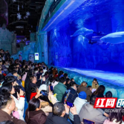 湘江新区“春”意浓:文旅商圈“热”力足,消费市场跑出加速度