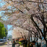 长沙地铁2号线樱花盛开：春日浪漫“出圈”，城市烟火与自然之美交融