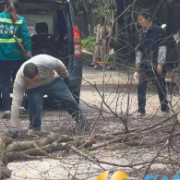 西湖街道谭家冲社区快速处置枯树隐患 守护居民安全出行