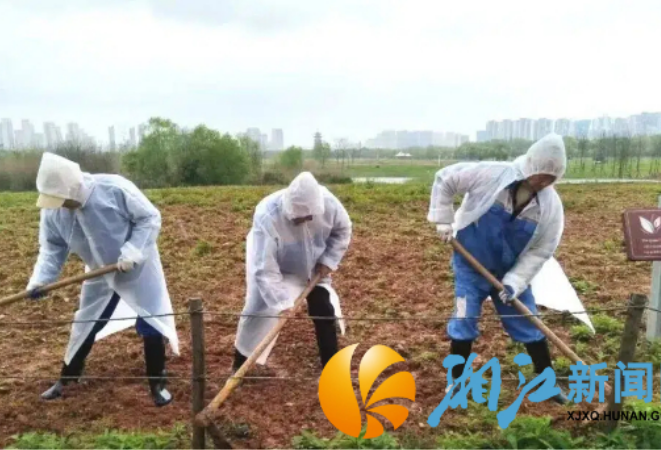 播种一片春色，静待洋湖花开