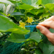 长沙“甜”卖全球!