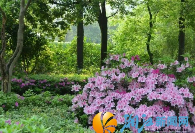 四月芳菲，望月公园杜鹃与黄木香共绘春日盛景