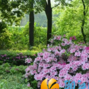 四月芳菲，望月公园杜鹃与黄木香共绘春日盛景