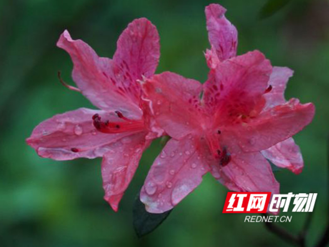 岳麓山迎花海盛放：三条特色线路+全方位保障，邀您清明赴约